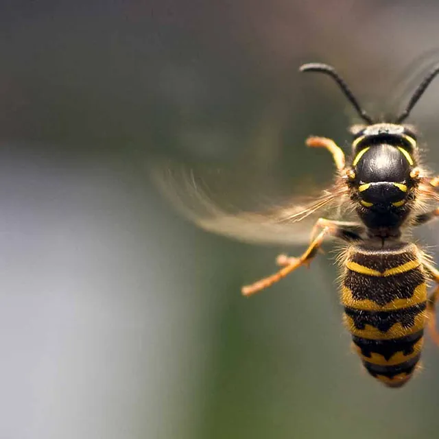 Insektenschutz